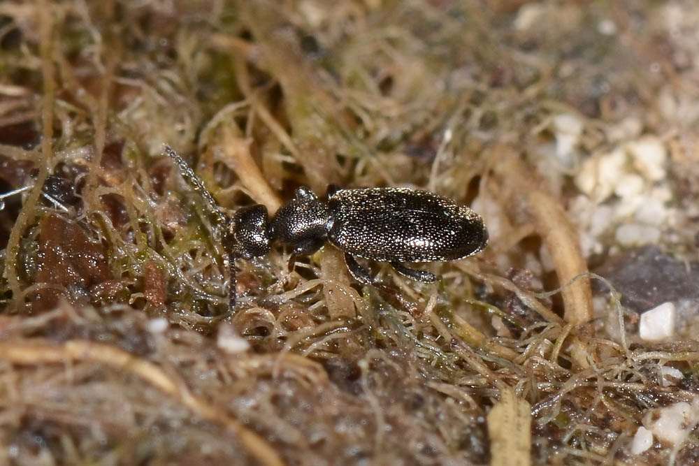 Anthicidae:  Anthicus niger